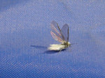 DSCN0163.jpg