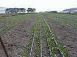 P7080024.jpg