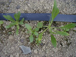 P7080031.jpg