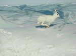 rabit2.jpg